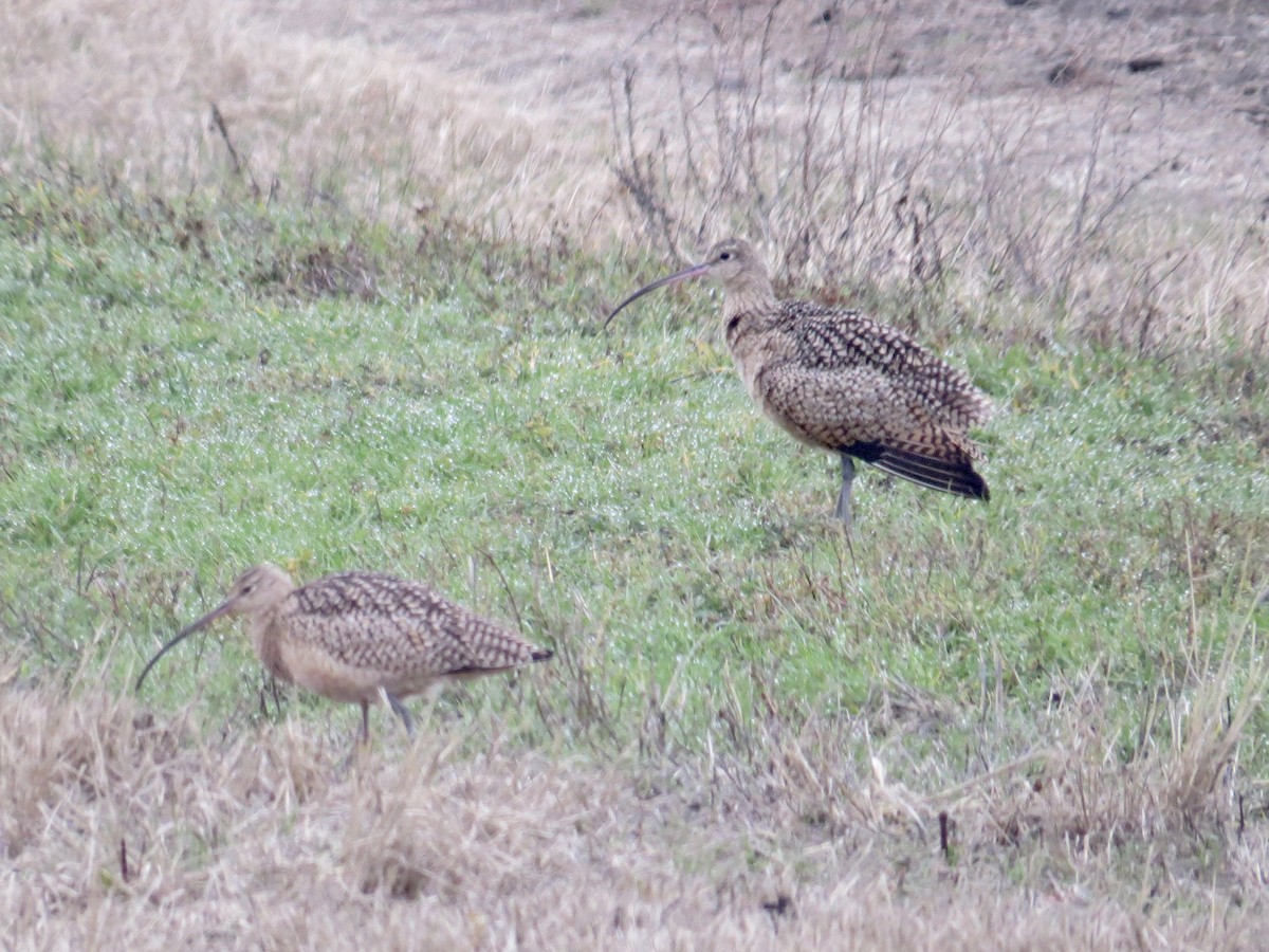 Long-billed Curlew - ML517229221