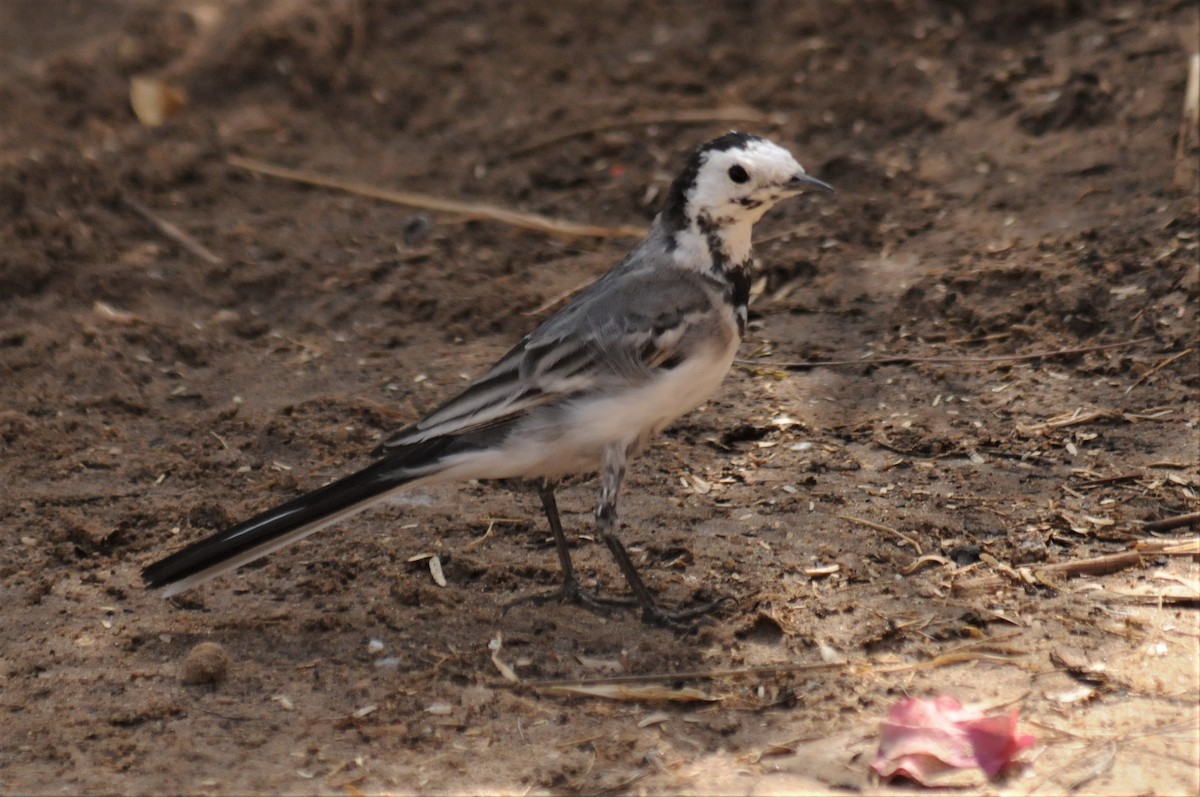 White Wagtail - ML51723271