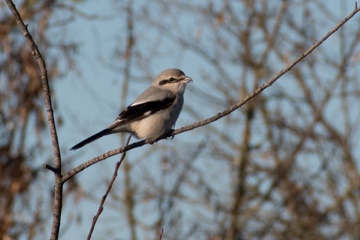 Northern Shrike - Levi Ashe