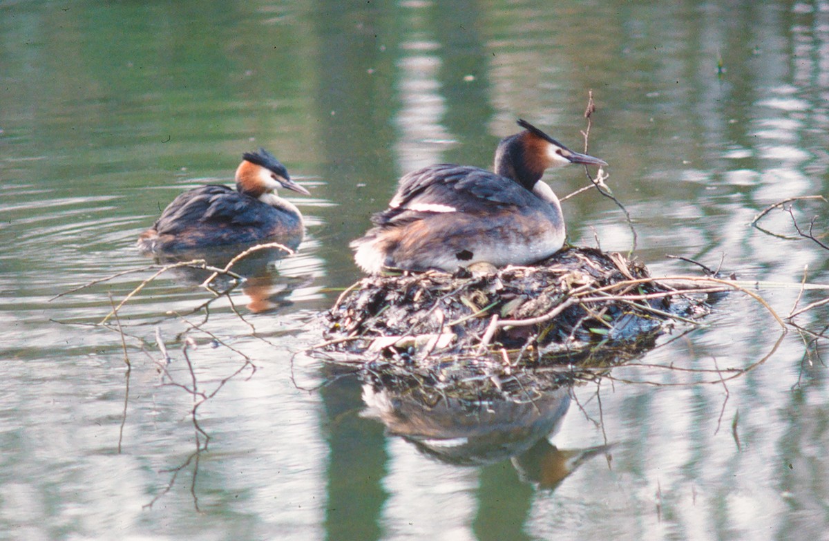 Great Crested Grebe - ML517233881