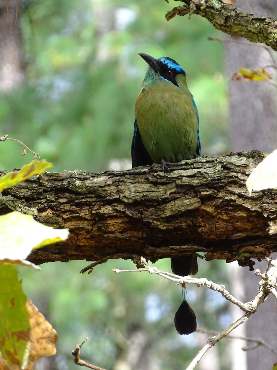 diademmotmot - ML51723391