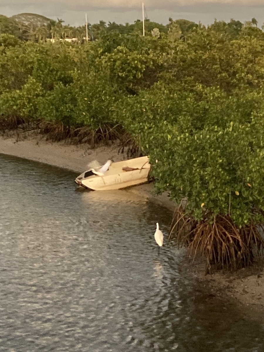 Snowy Egret - ML517233951