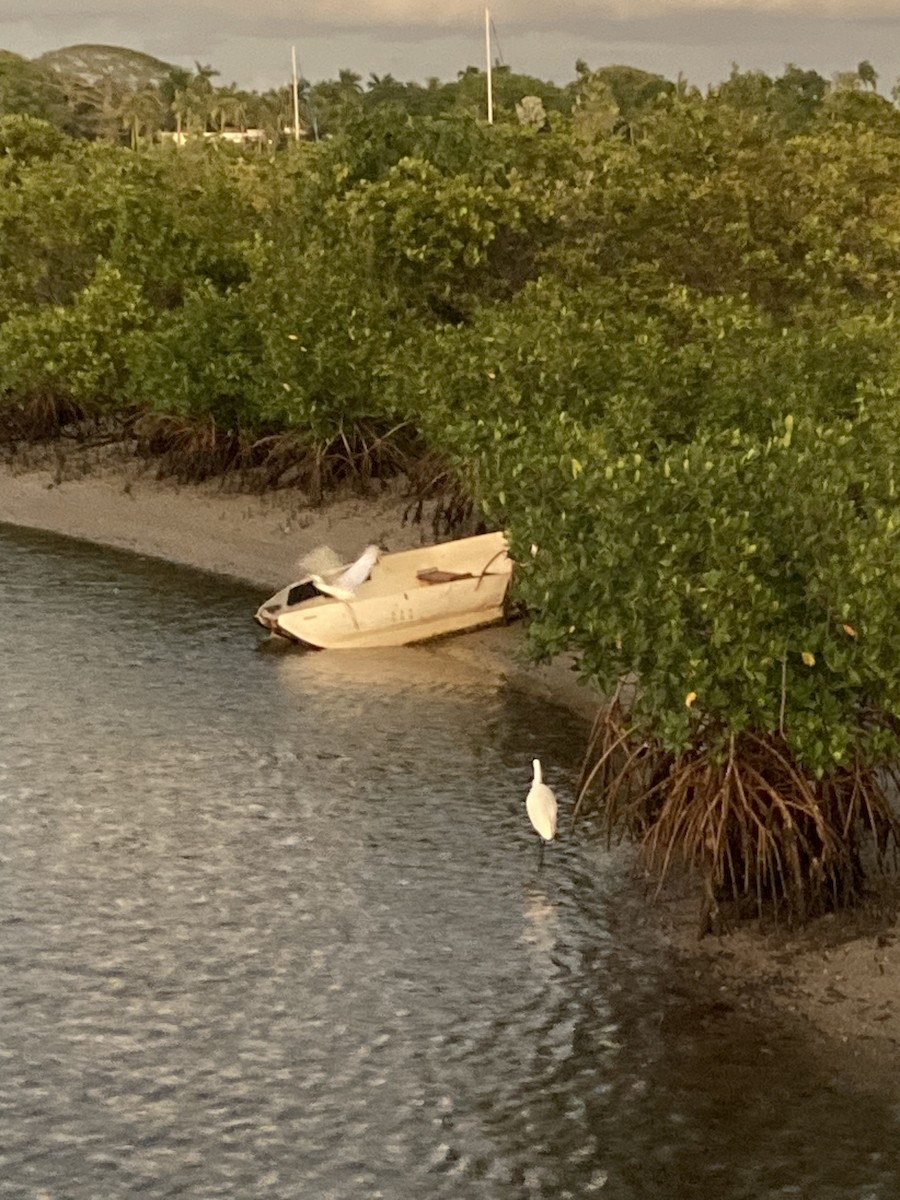 Snowy Egret - ML517233951