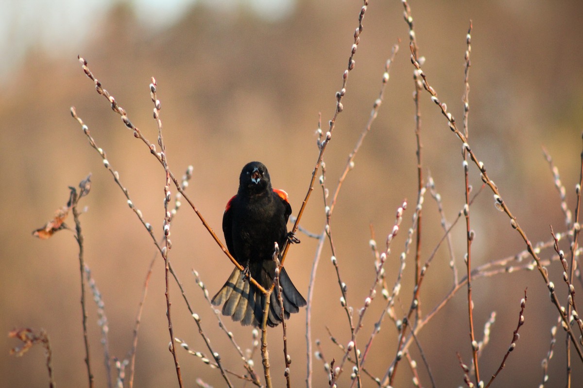 Red-winged Blackbird - ML517234851