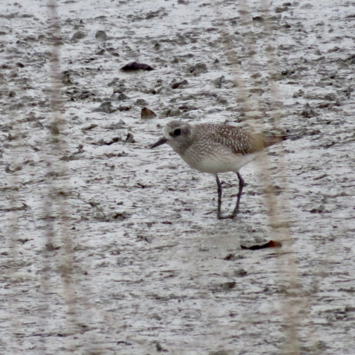 Black-bellied Plover - ML517237161