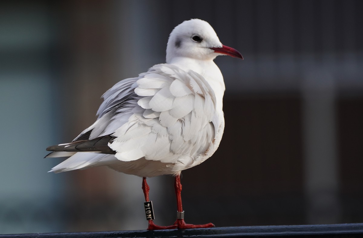 Black-headed Gull - Javier Train Garcia