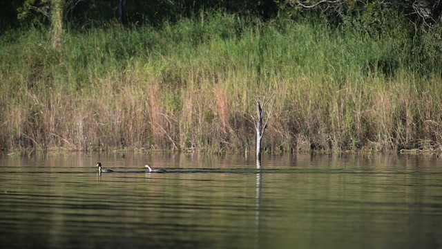 Great Crested Grebe - ML517239