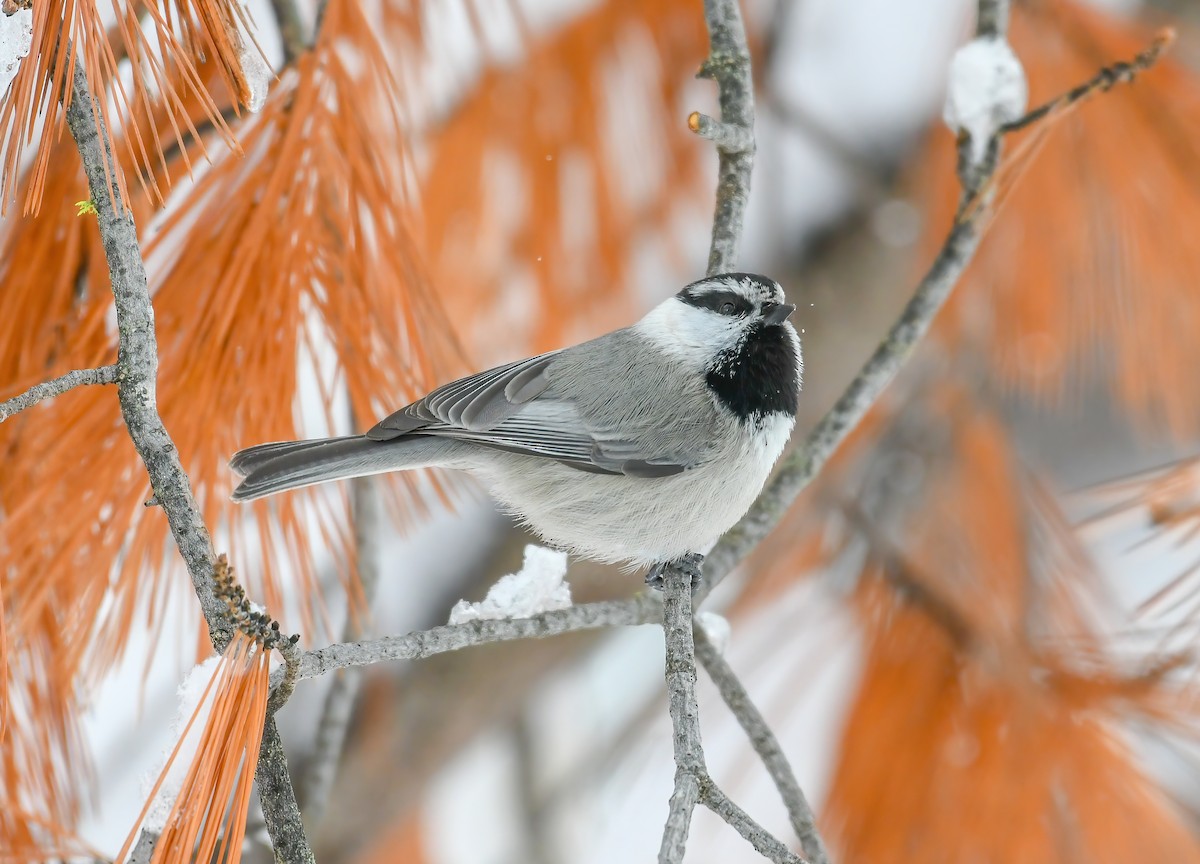 Mountain Chickadee - ML517239501