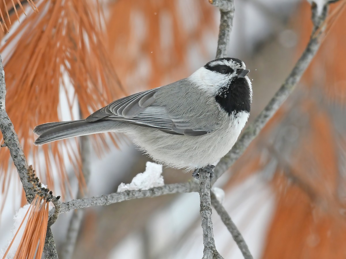 Mountain Chickadee - ML517239591