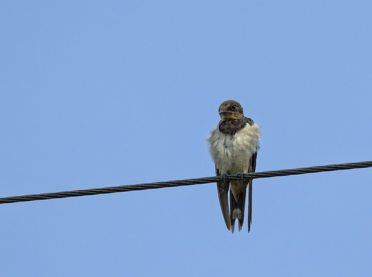 Barn Swallow - ML517239901