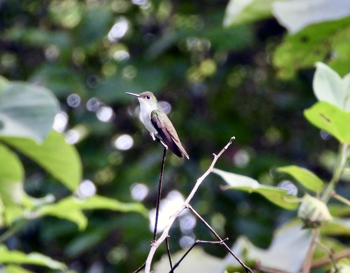 Ruby-throated Hummingbird - Evelyn Paret