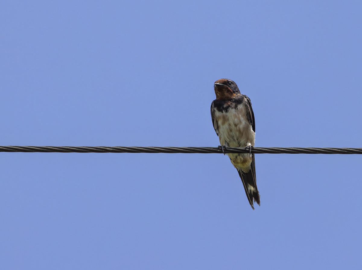 Barn Swallow - Jill Duncan &  Ken Bissett