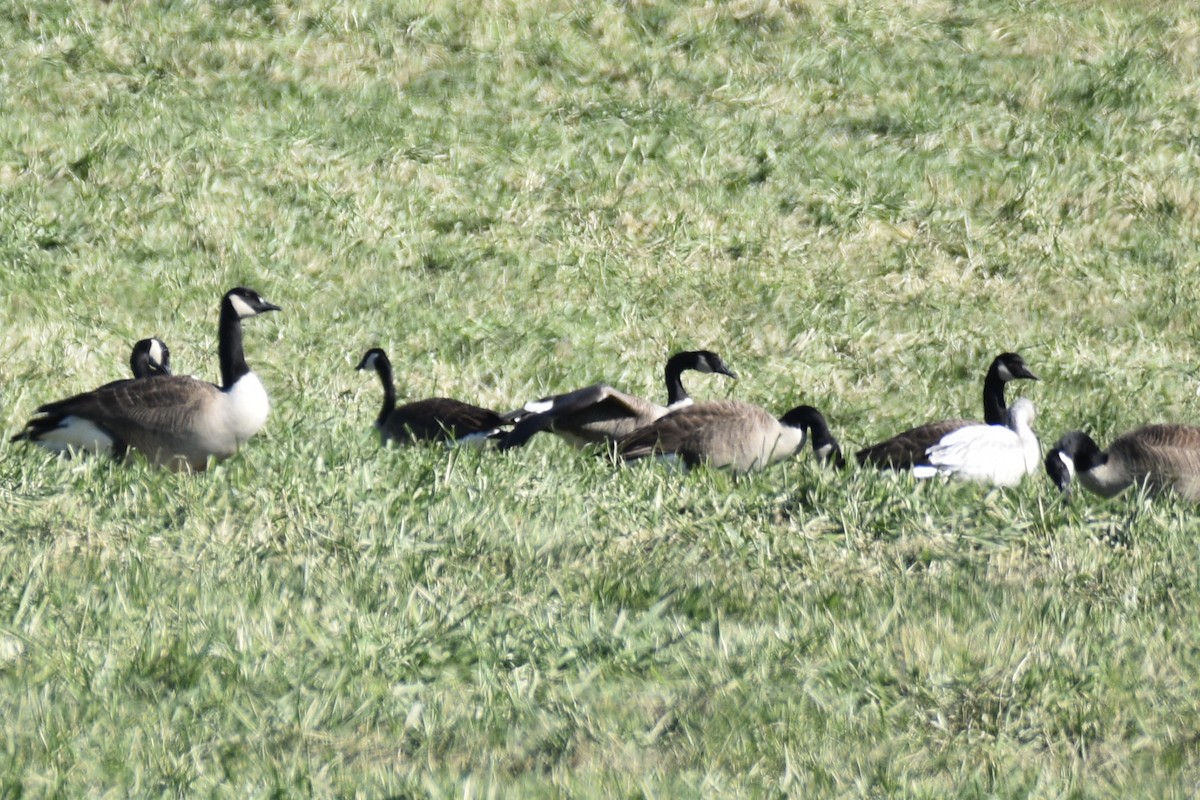 Canada Goose - ML517240751