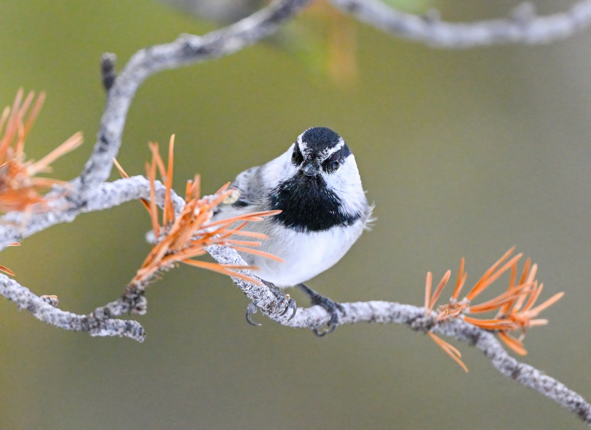 Mountain Chickadee - ML517240851