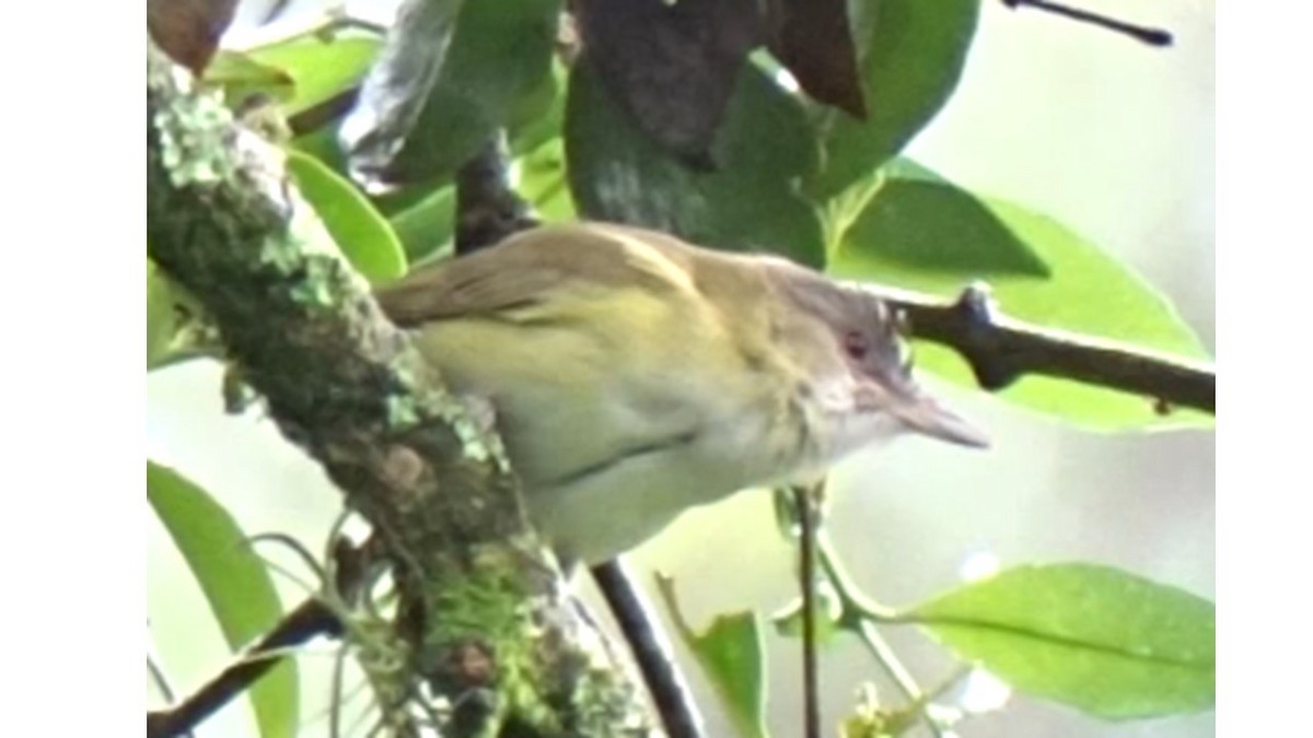 Yellow-green Vireo - Andrés M. López