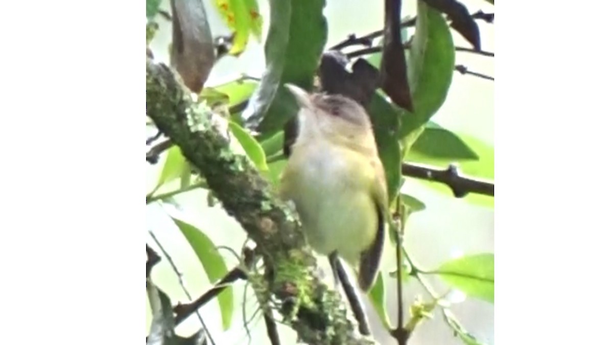 Yellow-green Vireo - Andrés M. López