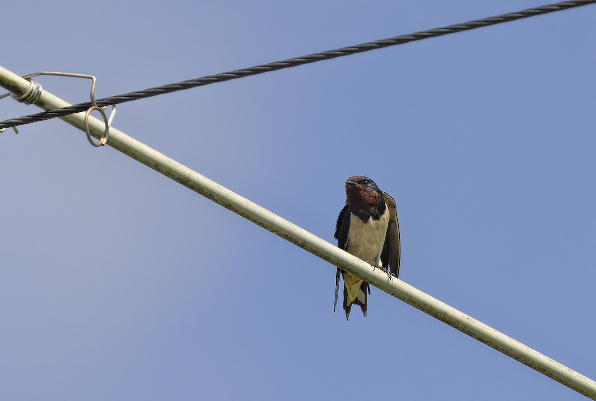 Barn Swallow - ML517241281