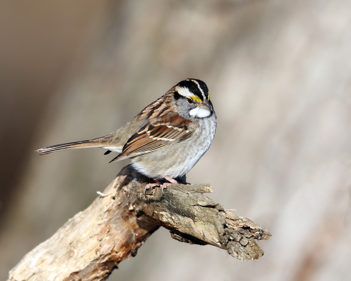 White-throated Sparrow - ML517241831