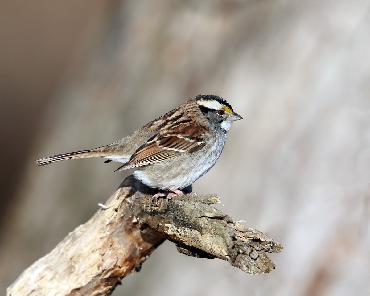 White-throated Sparrow - ML517241851