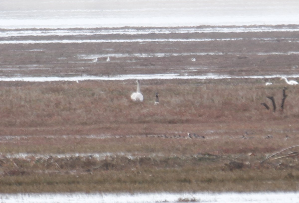 Tundra Swan - ML517242601