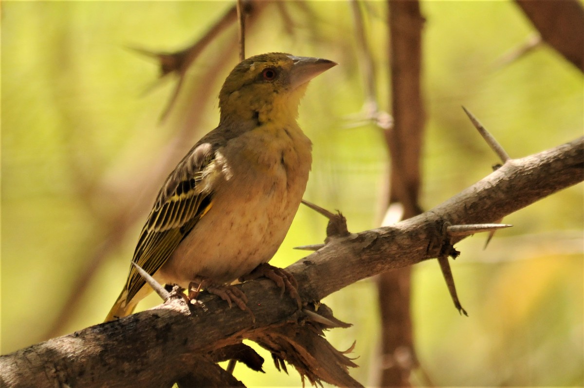 Village Weaver - ML51724301