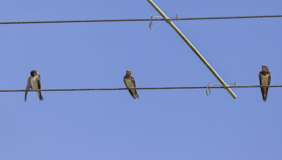 Barn Swallow - ML517243301