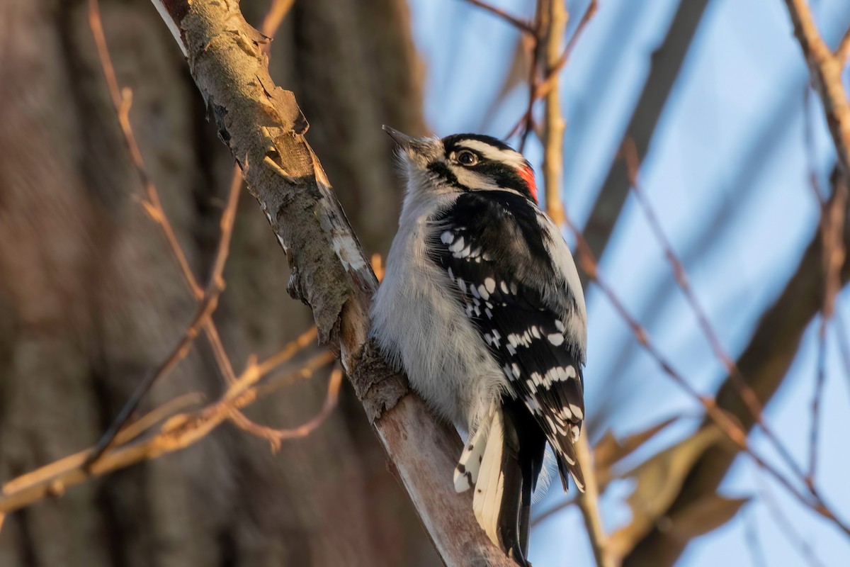 Downy Woodpecker - ML517243861