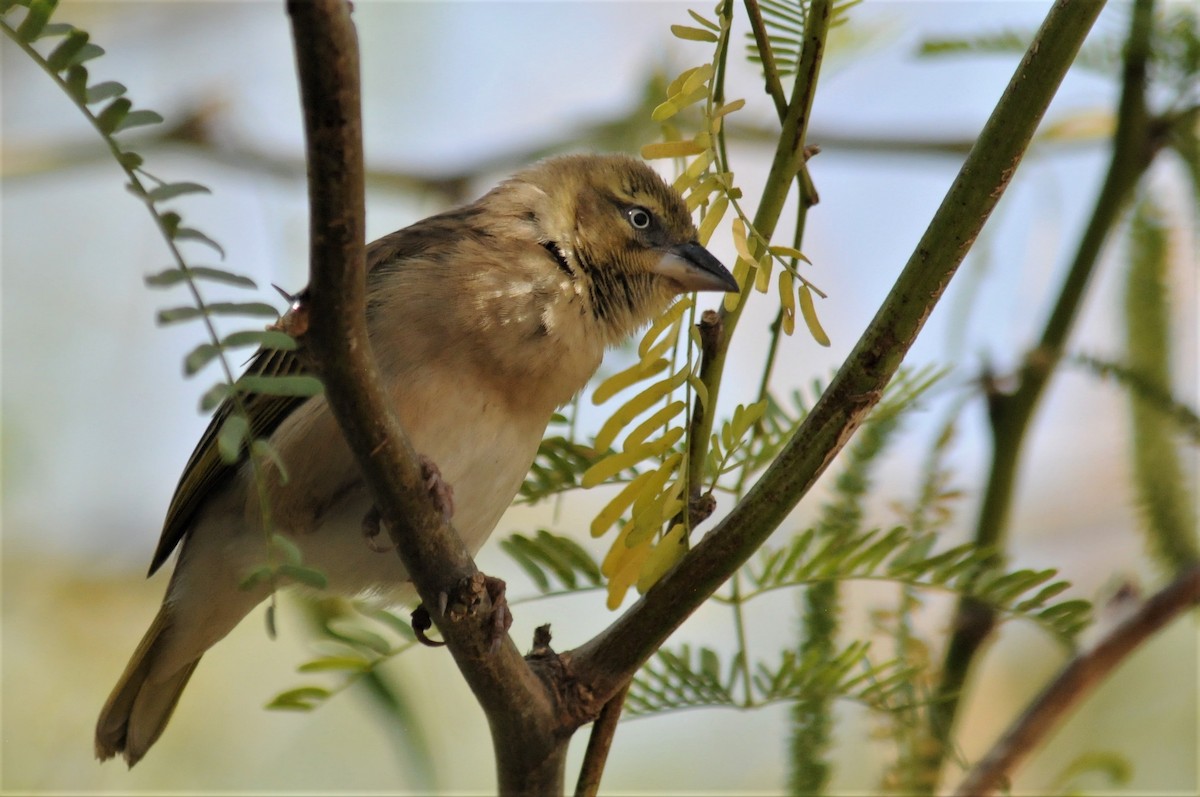 Black-headed Weaver - ML51724561