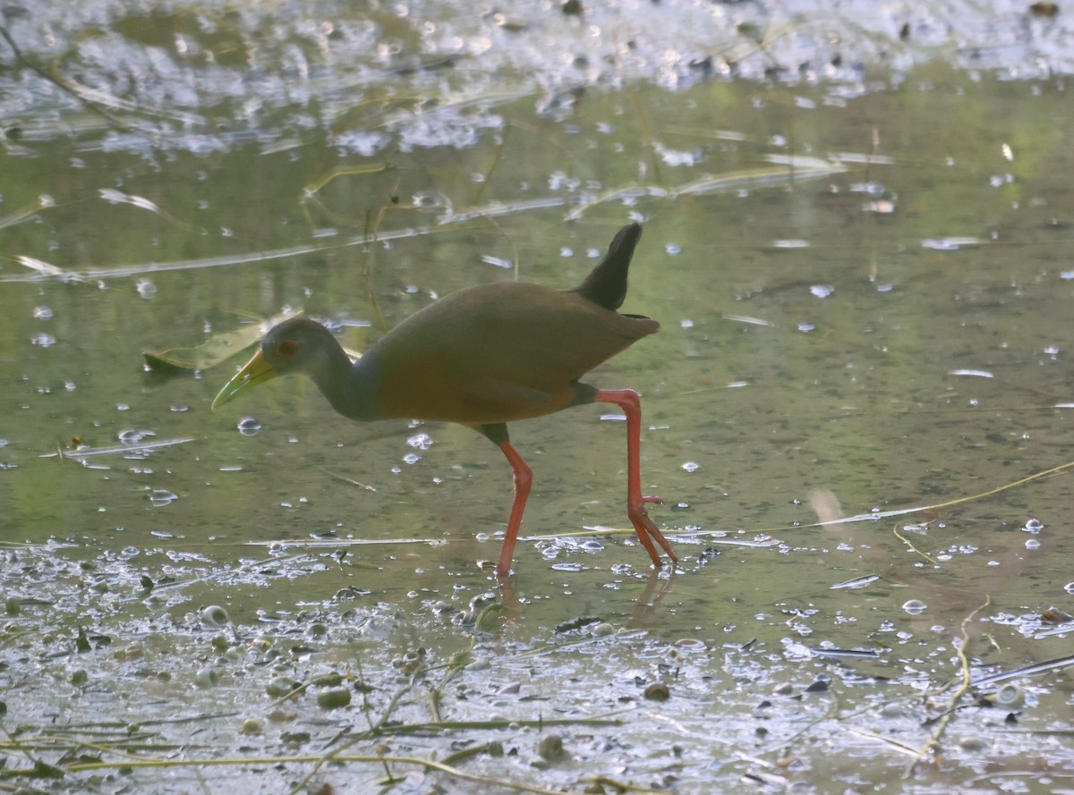 Gray-cowled Wood-Rail - ML517246651