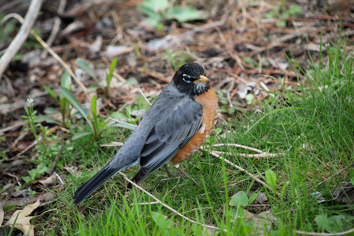 American Robin - ML517247341