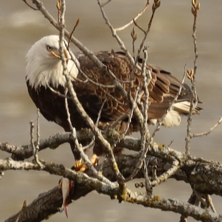 Bald Eagle - ML517247791