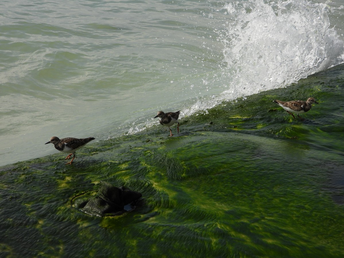 Ruddy Turnstone - ML517248021