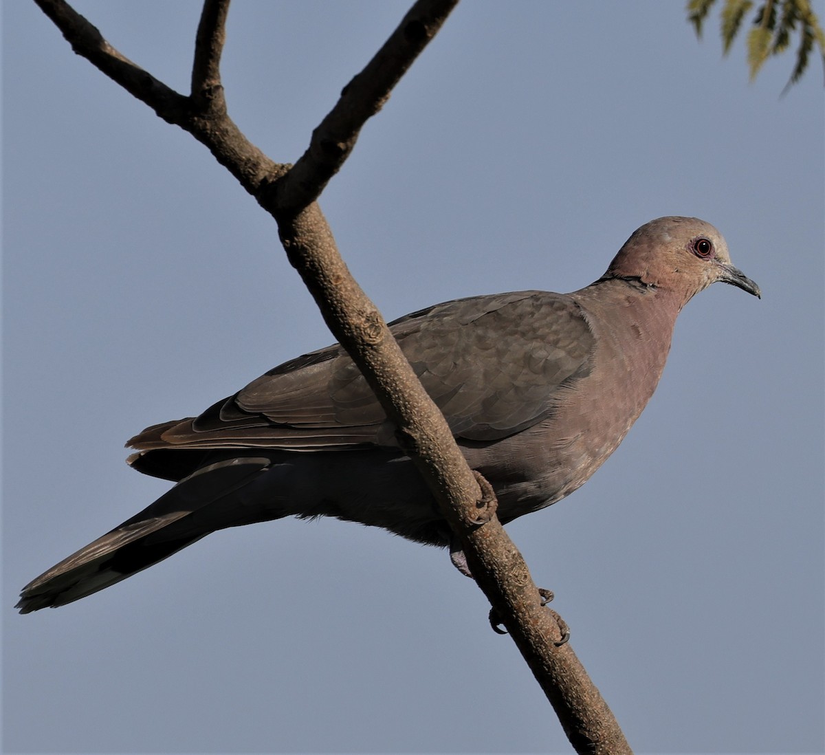 Red-eyed Dove - ML517249451