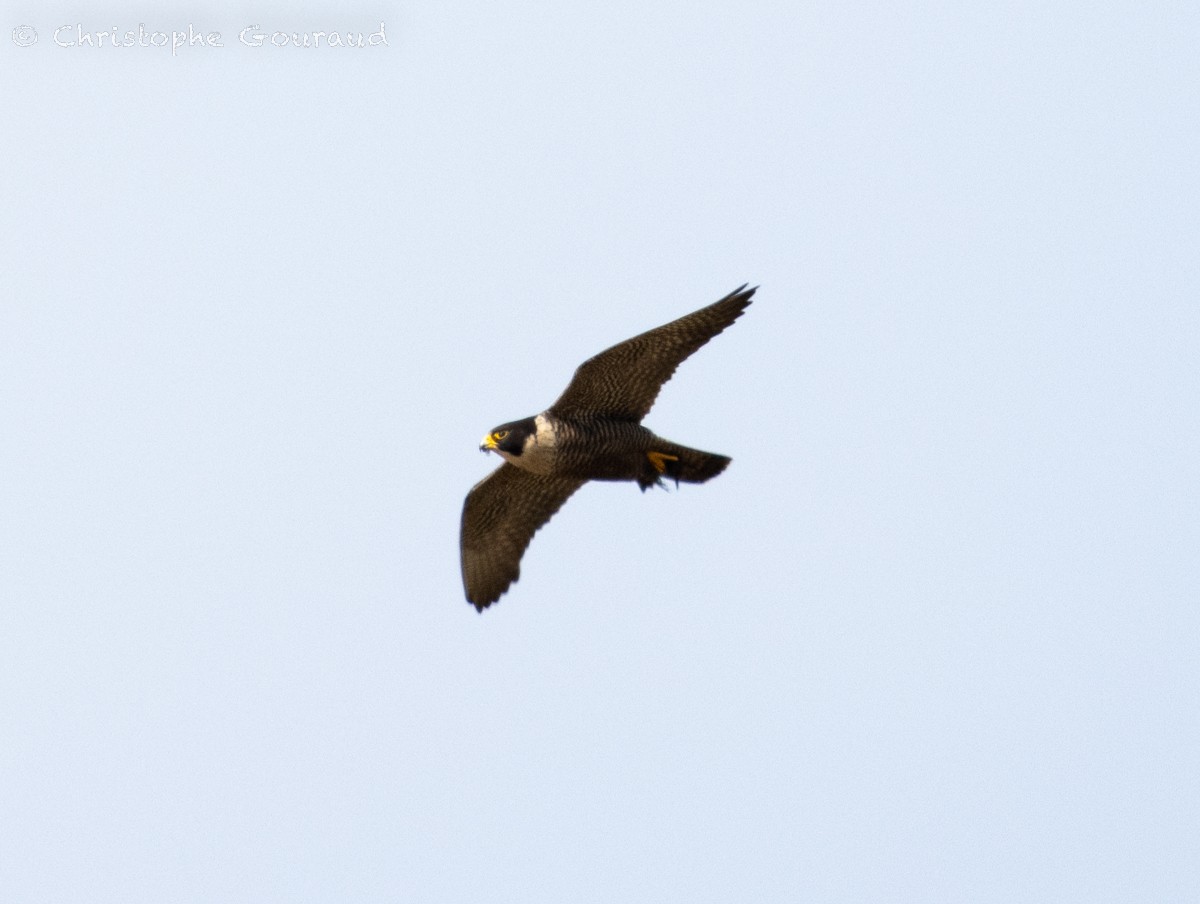 Peregrine Falcon - Christophe Gouraud