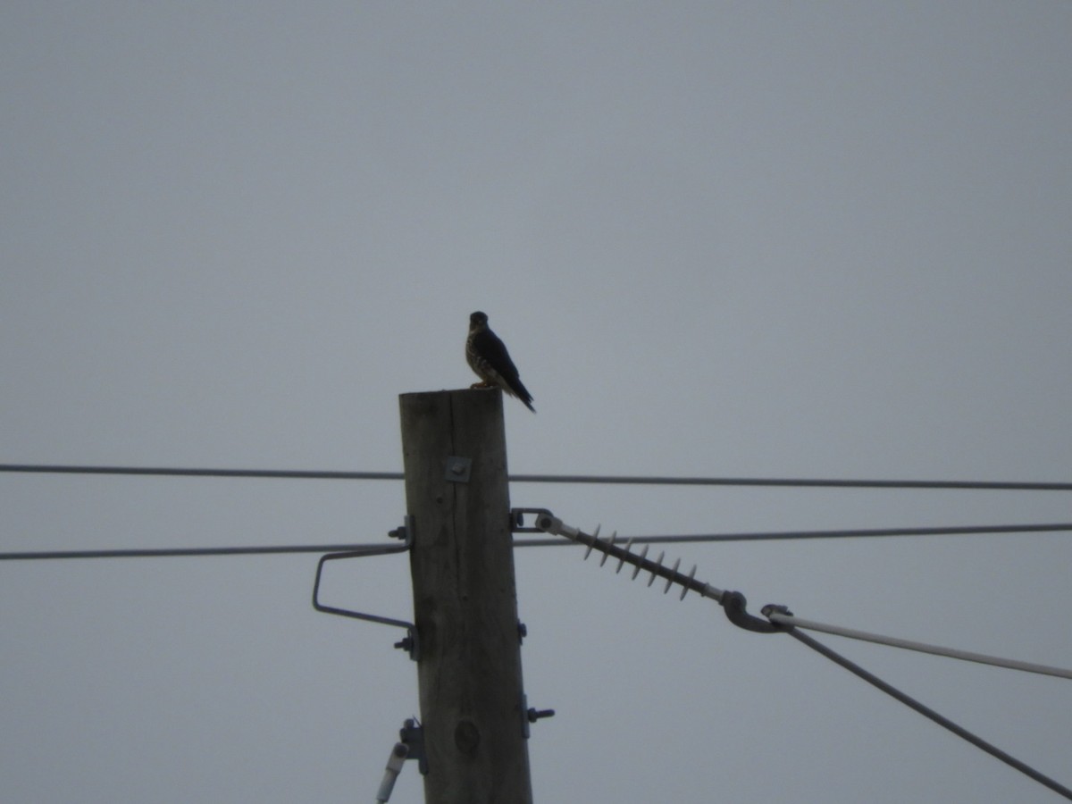Merlin - ML517249521