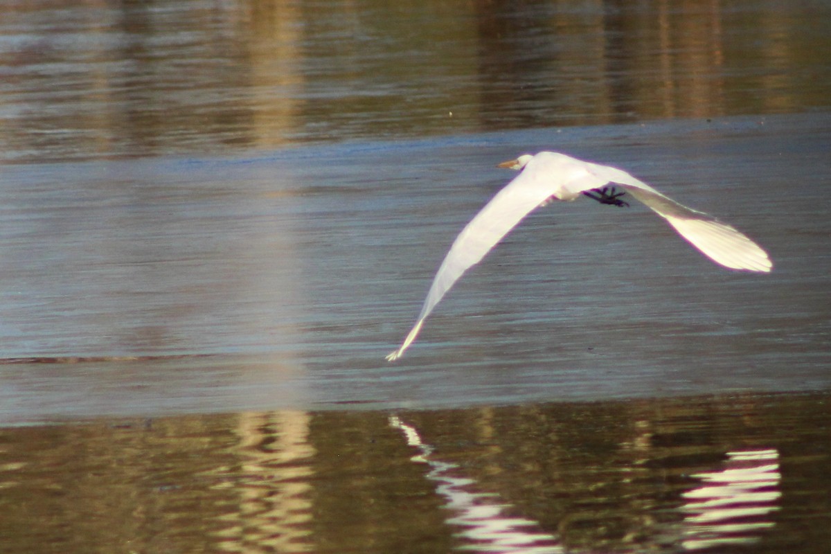 Great Egret - ML517250621