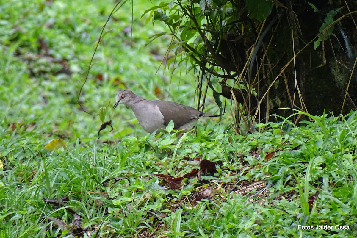 White-tipped Dove - Andrés M. López