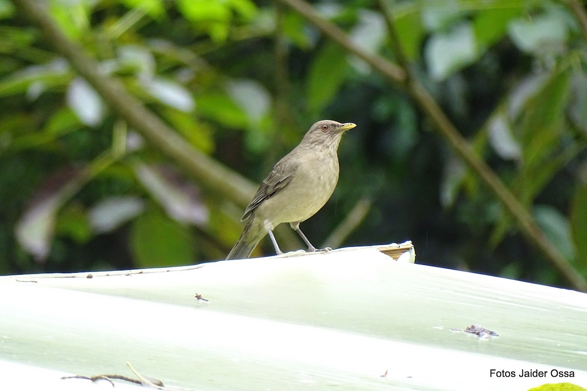 Clay-colored Thrush - Andrés M. López