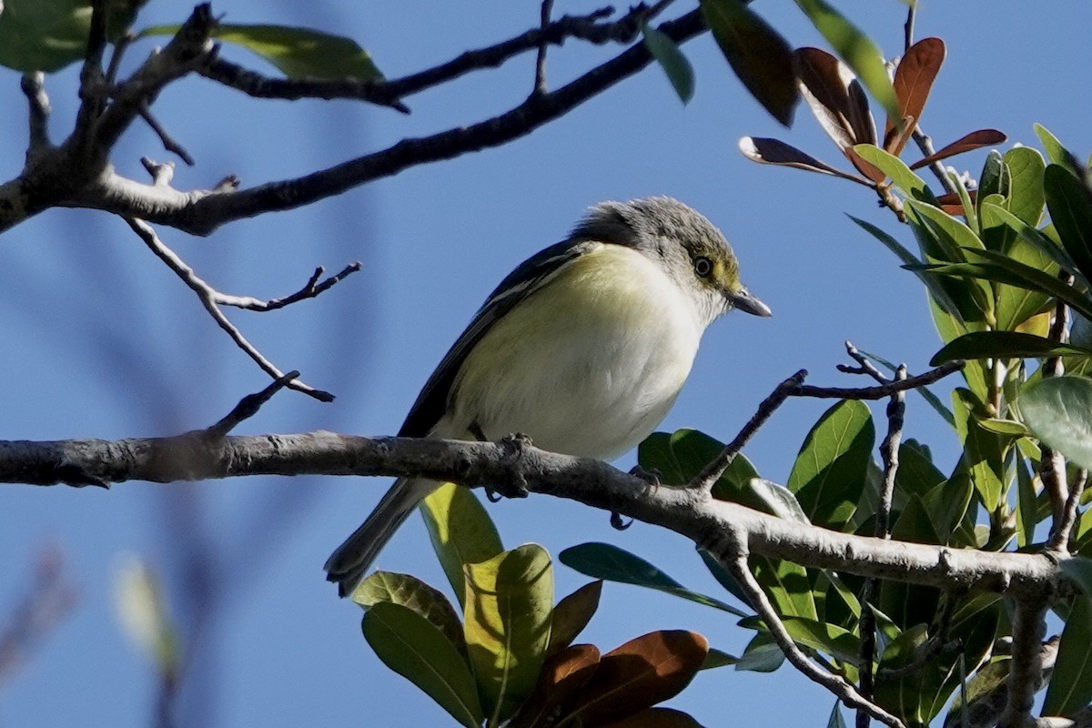 hvitøyevireo - ML517251171