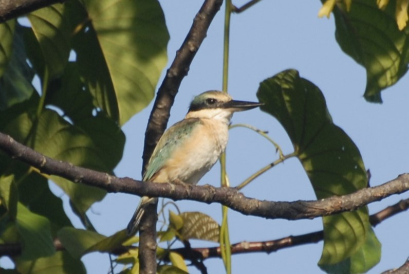 Sacred Kingfisher - David Hollie