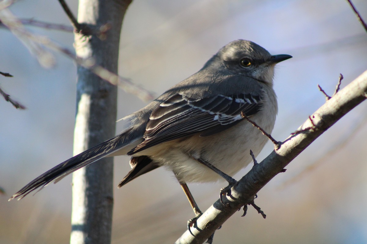 Northern Mockingbird - ML517251521