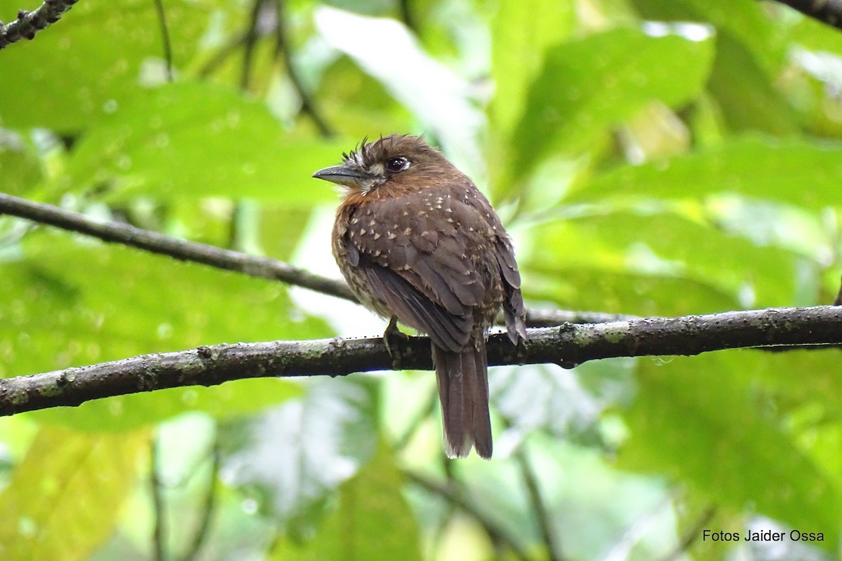 Moustached Puffbird - ML517251641