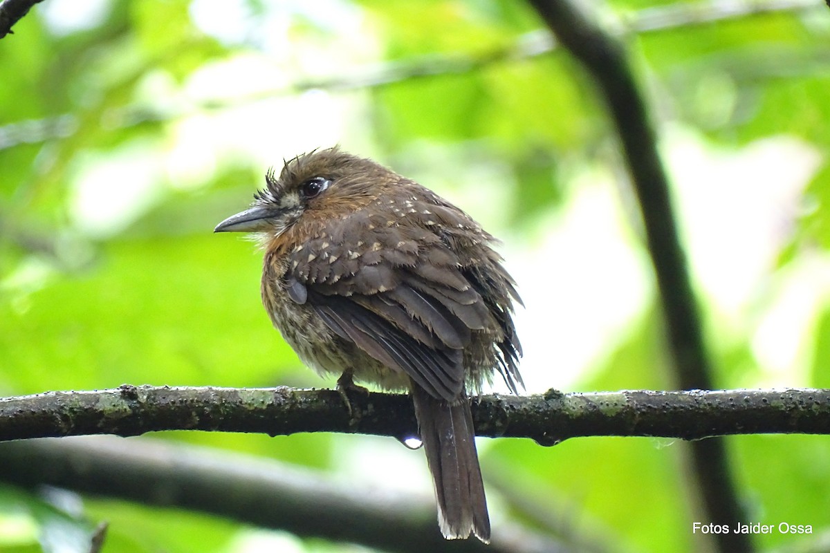 Moustached Puffbird - Andrés M. López