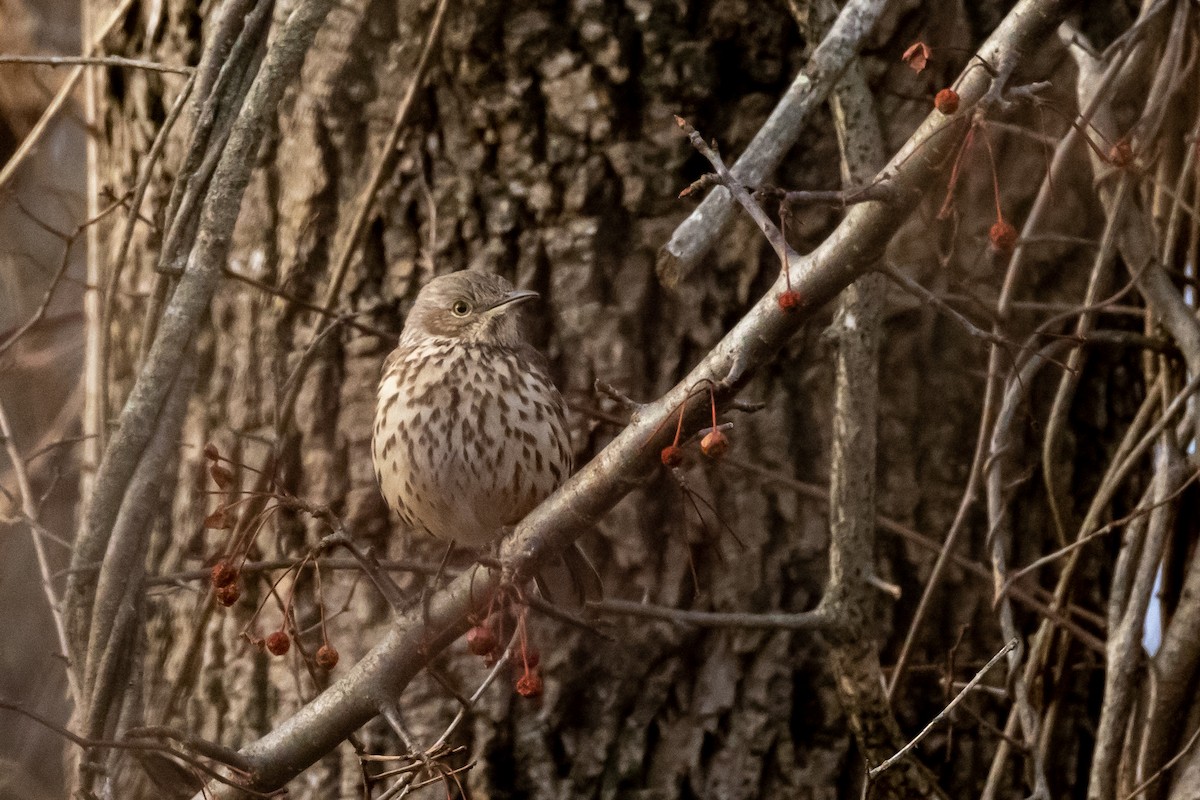 Sage Thrasher - ML517252281