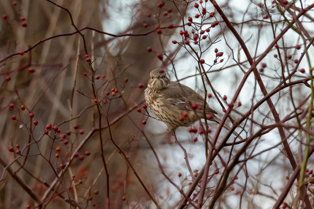 Sage Thrasher - ML517252291