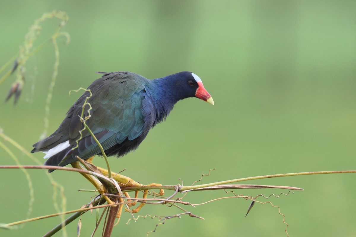 Purple Gallinule - Luke Berg