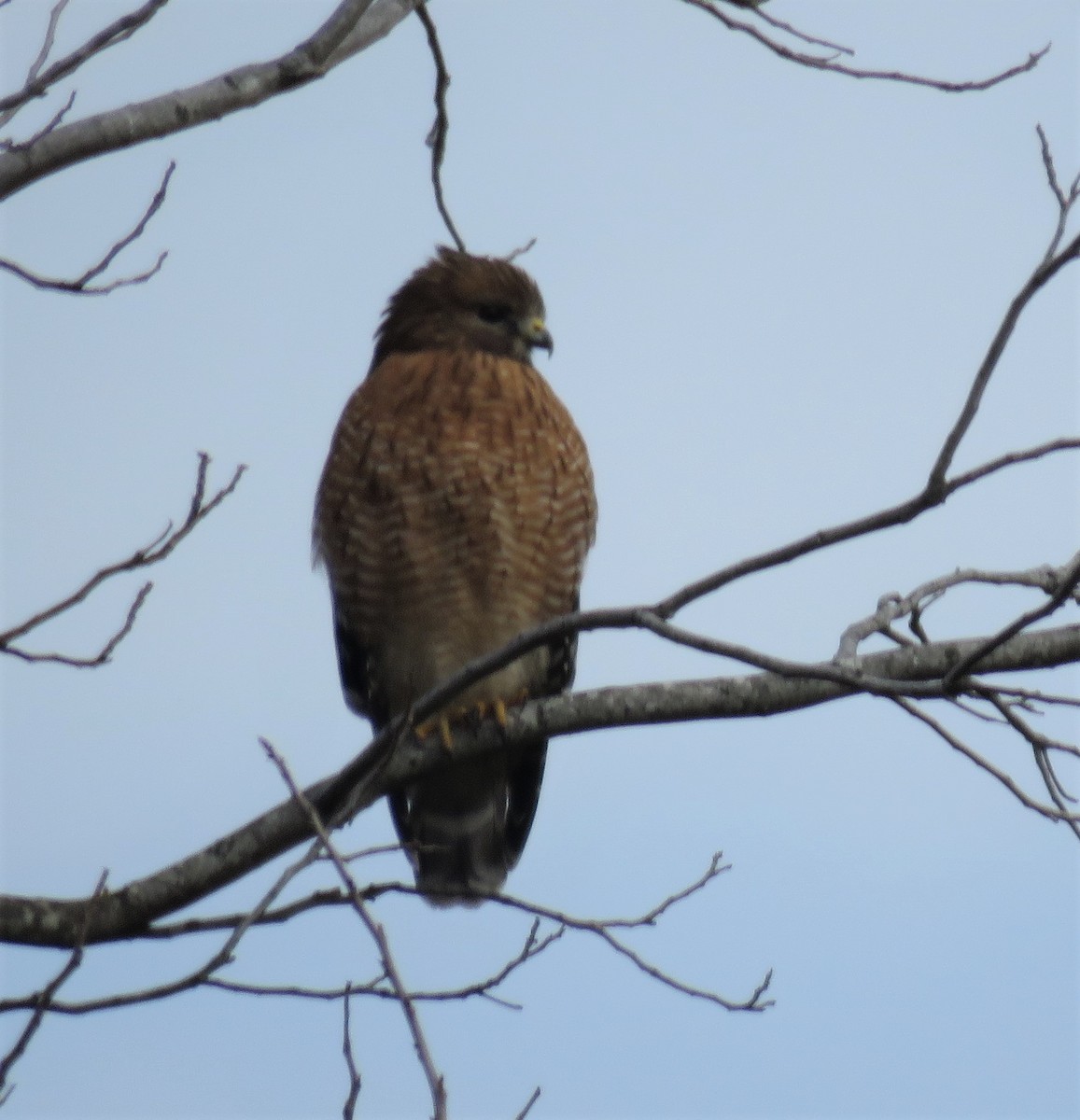 Red-shouldered Hawk - ML517254071