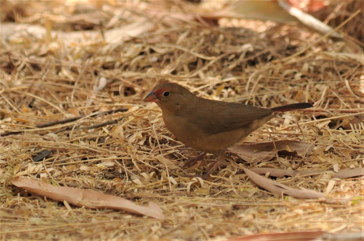 Red-billed Firefinch - ML51725461