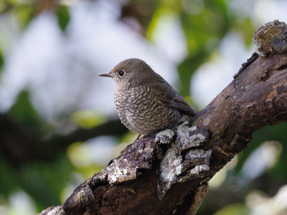 Blue-capped Rock-Thrush - ML517254741