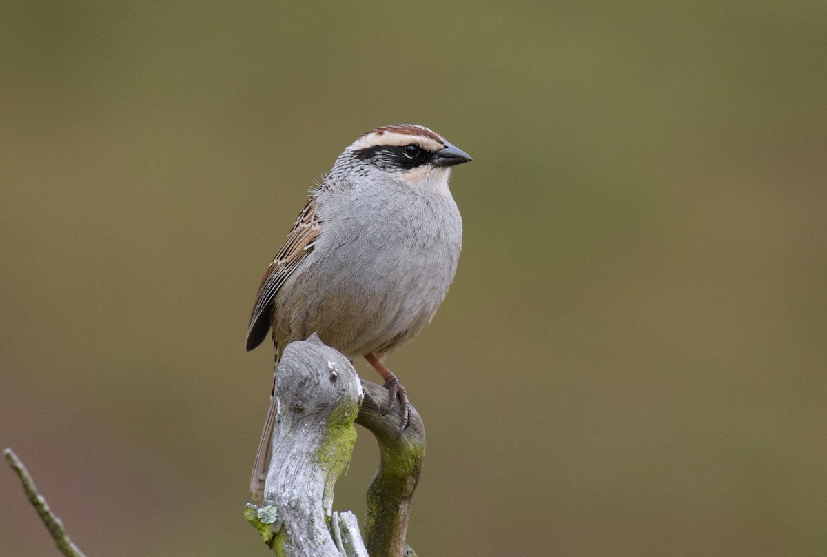 Striped Sparrow - ML517255041